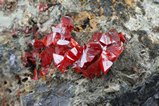 Fine Red Wulfenite Crystals
