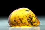 Cretaceous Amber with Neuroptera & Aranea