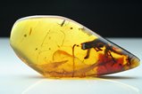 Plant Inclusions in Cretaceous Amber