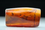Cretaceous Amber with Ants & other Insects