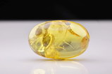 Polished Burmese amber (Burmite)