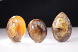 3 polished Root Amber (Burmite)