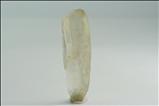 Rare Fine Transparent 透閃石 (Tremolite) 結晶 (Crystal)