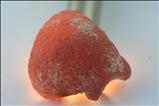 Mushroom Rubellite (Elbaite) Crystal