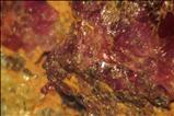 Rare Ruby on Painite Crystals