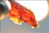 Fine Transparent ペイン石 (Painite) 結晶  (Crystals)