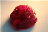 Rare Mong Hsu Trapiche Ruby