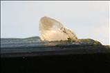 Big Epidote Crystal with Quartz