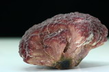 Mushroom Tourmaline  Crystal 166 cts.