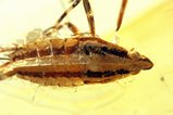 Cicadas Larva (Auchenorrhyncha) in Burmese Amber