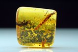 TOP Cretaceous Amber with Ship-Timber Beetle (Lymexylidae)