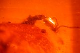 Insect in Burmese Amber