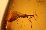 Bug, Bethylidae  in Amber, Burma